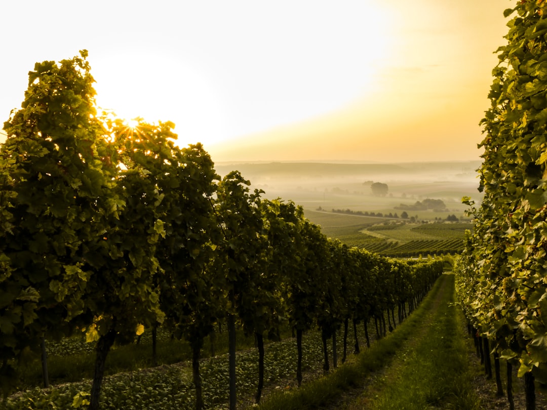 Sulzheimer Steillage
